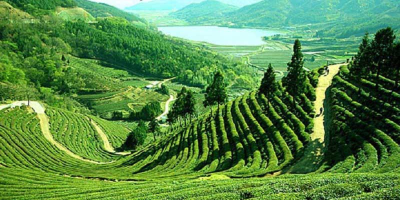 Discover Eastern India | Complimentary Darjeeling Tea Garden Visit