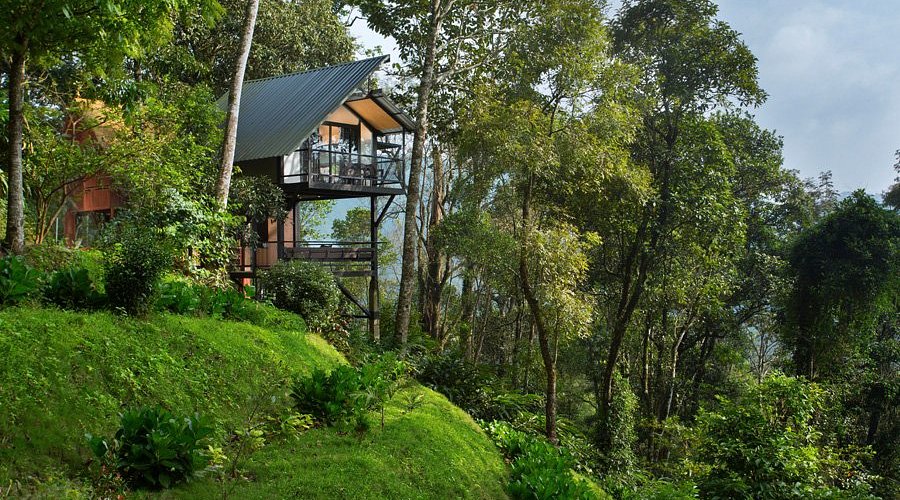 tree-house1773840083.jpg